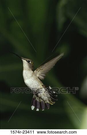 Close-up of a hummingbird hovering View Large Photo Image Stock Image - Close-up of a hummingbird hovering. Fotosearch