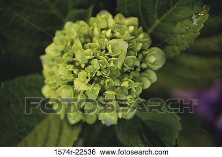 Stock Photograph - Close-up of a hydrangea plant. Fotosearch