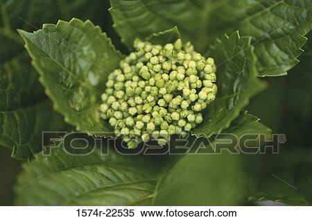 Close-up of a hydrangea plant View Large Photo Image Stock Photography - Close-up of a hydrangea plant. Fotosearch