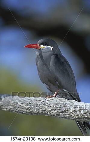 Close-up of a Inca Tern perching on a branch (Larosterna inca) View Large Photo Image Stock Photo - Close-up of a Inca Tern perching on a branch (Larosterna inca). Fotosearch