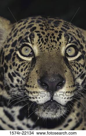 Close-up of a jaguar View Large Photo Image Picture - Close-up of a jaguar. Fotosearch