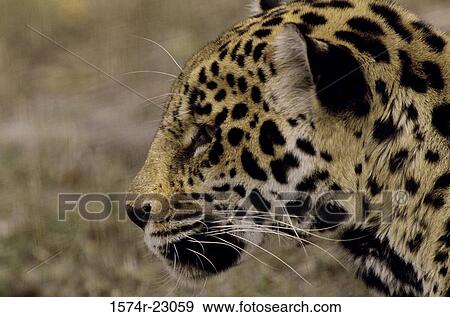 Close-up of a jaguar View Large Photo Image Stock Photo - Close-up of a jaguar. Fotosearch