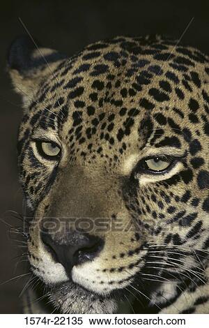 Close-up of a jaguar View Large Photo Image Stock Photography - Close-up of a jaguar. Fotosearch