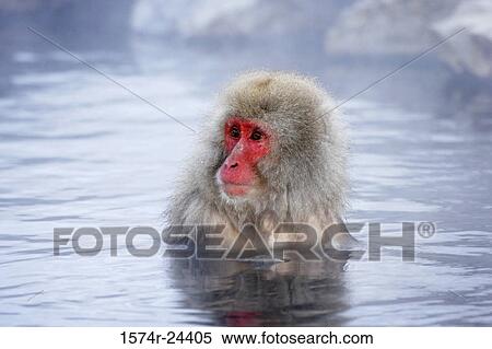 Stock Photography - Close-up of a Japanese Macaque in a lake (Macaca fuscata). Fotosearch