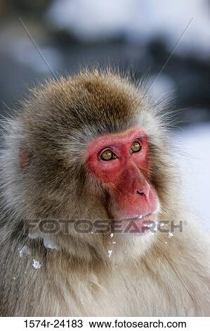 Close-up of a Japanese Macaque (Macaca fuscata) View Large Photo Image Stock Image - Close-up of a Japanese Macaque (Macaca fuscata). Fotosearch