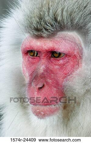 Close-up of a Japanese Macaque (Macaca fuscata) View Large Photo Image Stock Photo - Close-up of a Japanese Macaque (Macaca fuscata). Fotosearch