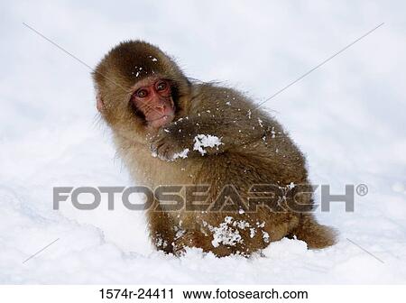 Stock Image - Close-up of a Japanese Macaque on a polar landscape (Macaca fuscata). Fotosearch