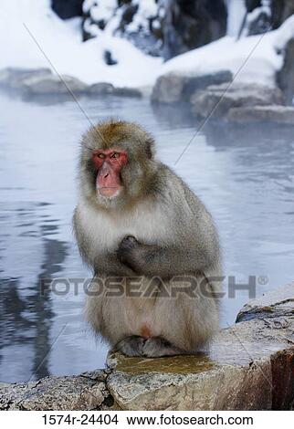 Picture - Close-up of a Japanese Macaque sitting on a ledge (Macaca fuscata). Fotosearch