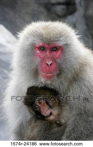 Close-up of a Japanese Macaque sitting with its young one (Macaca fuscata) View Large Photo Image Stock Photograph - Close-up of a Japanese Macaque sitting with its young one (Macaca fuscata). Fotosearch