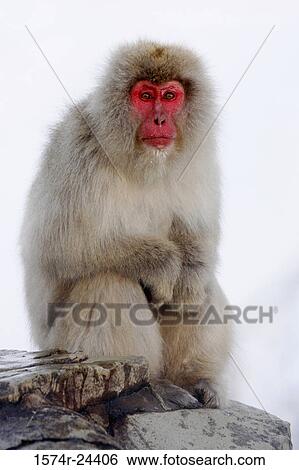 Close-up of a Japanese Macaque sitting on a rock (Macaca fuscata) View Large Photo Image Stock Photograph - Close-up of a Japanese Macaque sitting on a rock (Macaca fuscata). Fotosearch