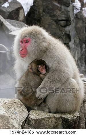Close-up of a Japanese Macaque sitting with its young one (Macaca fuscata) View Large Photo Image Stock Photography - Close-up of a Japanese Macaque sitting with its young one (Macaca fuscata). Fotosearch