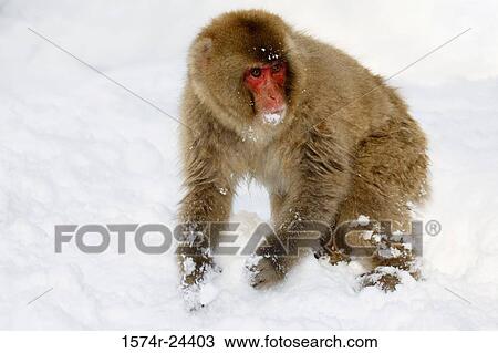 Close-up of a Japanese Macaque standing on a polar landscape (Macaca fuscata) View Large Photo Image Stock Image - Close-up of a Japanese Macaque standing on a polar landscape (Macaca fuscata). Fotosearch