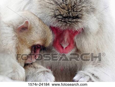Close-up of a Japanese Macaque with its young one (Macaca fuscata) View Large Photo Image Picture - Close-up of a Japanese Macaque with its young one (Macaca fuscata). Fotosearch