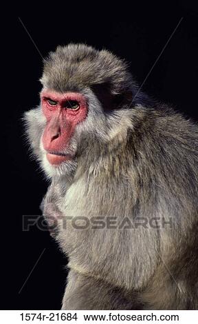 Picture - Close-up of a Japanese Snow Monkey. Fotosearch