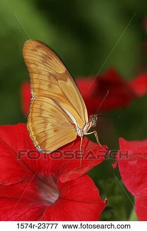 Close-up of a Julia Butterfly on a flower (Dryas julia) View Large Photo Image Stock Photo - Close-up of a Julia Butterfly on a flower (Dryas julia). Fotosearch