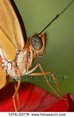 Close-up of a Julia Butterfly on a flower (Dryas julia) View Large Photo Image Stock Photo - Close-up of a Julia Butterfly on a flower (Dryas julia). Fotosearch
