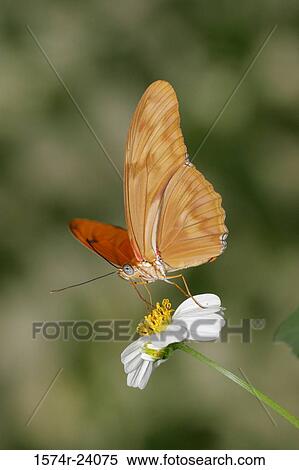 Stock Photography - Close-up of a Julia Butterfly on a flower pollinating (Dryas julia). Fotosearch