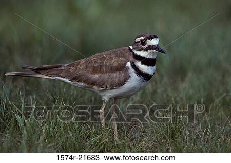 Stock Image - Close-up of a Killdeer. Fotosearch