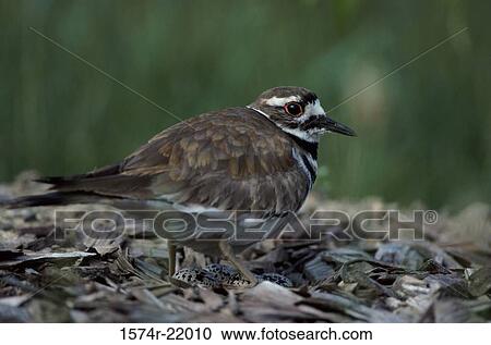 Stock Image - Close-up of a Killdeer. Fotosearch
