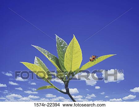 Close-up of a ladybug on a leaf View Large Photo Image Picture - Close-up of a ladybug on a leaf. Fotosearch