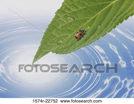 Close-up of a ladybug on a leaf View Large Photo Image Stock Image - Close-up of a ladybug on a leaf. Fotosearch
