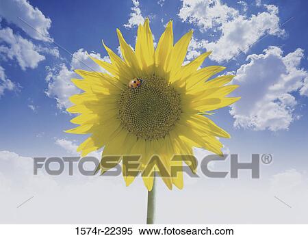Close-up of a ladybug on a sunflower View Large Photo Image Stock Photography - Close-up of a ladybug on a sunflower. Fotosearch