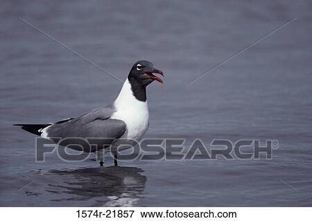 Stock Photo - Close-up of a Laughing Gull wading in water (Larus Argentatus). Fotosearch