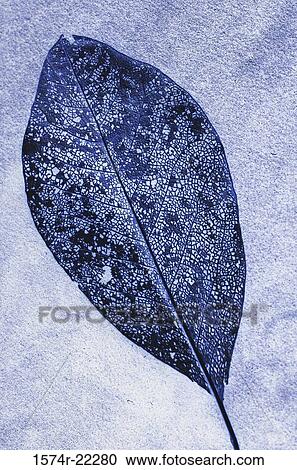 Close-up of a leaf View Large Photo Image Stock Image - Close-up of a leaf. Fotosearch
