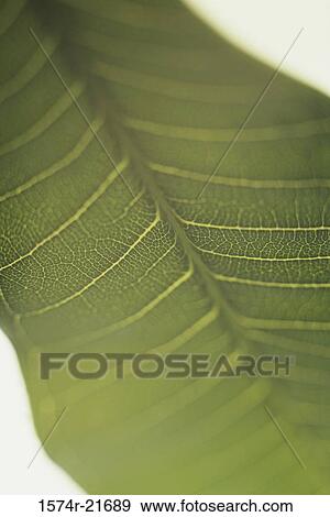 Stock Photo - Close-up of a leaf. Fotosearch