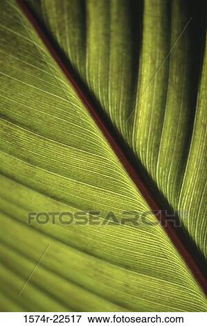 Stock Photo - Close-up of a leaf. Fotosearch