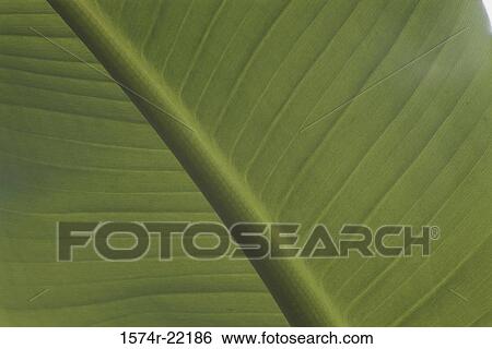 Close-up of a leaf View Large Photo Image Stock Photograph - Close-up of a leaf. Fotosearch