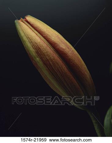 Close-up of a lily bud View Large Photo Image Stock Photo - Close-up of a lily bud. Fotosearch