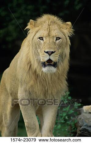 Close-up of a lion, Philadelphia Zoo, Pennsylvania, USA View Large Photo Image Stock Photo - Close-up of a lion, Philadelphia Zoo, Pennsylvania, USA. Fotosearch