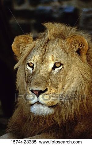 Close-up of a lion, Philadelphia Zoo, Pennsylvania, USA View Large Photo Image Stock Photography - Close-up of a lion, Philadelphia Zoo, Pennsylvania, USA. Fotosearch