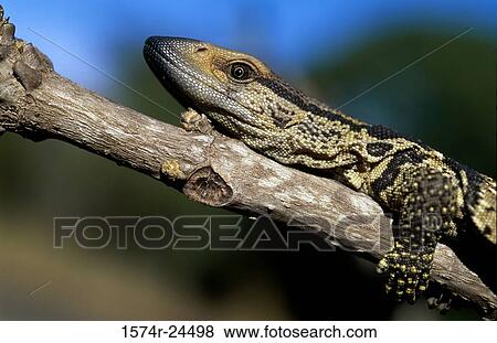 Close-up of a lizard perching on a branch, Mkuze Game Reserve, Zululand, KwaZulu-Natal, South Africa View Large Photo Image Stock Photo - Close-up of a lizard perching on a branch, Mkuze Game Reserve, Zululand, KwaZulu-Natal, South Africa. Fotosearch