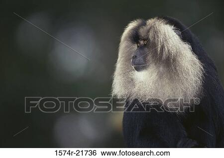 Close-up of a Long-Tailed Macaque View Large Photo Image Stock Photograph - Close-up of a Long-Tailed Macaque. Fotosearch