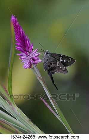 Stock Photo - Close-up of a Long-tailed Skipper butterfly pollinating a celosia flower (Urbanus proteus). Fotosearch