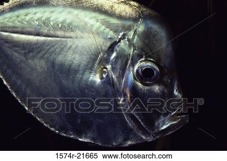 Close-up of a lookdown (Selene Vomer) View Large Photo Image Stock Photography - Close-up of a lookdown (Selene Vomer). Fotosearch