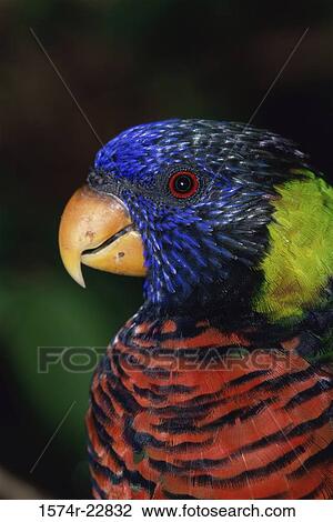 Close-up of a lorikeet View Large Photo Image Stock Image - Close-up of a lorikeet. Fotosearch