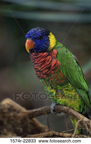 Stock Image - Close-up of a lorikeet. Fotosearch