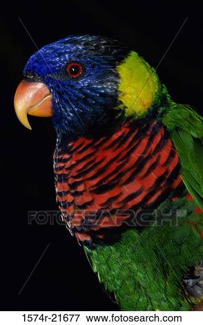 Close-up of a lorikeet View Large Photo Image Stock Photo - Close-up of a lorikeet. Fotosearch