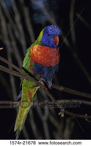 Close-up of a lorikeet View Large Photo Image Stock Photo - Close-up of a lorikeet. Fotosearch