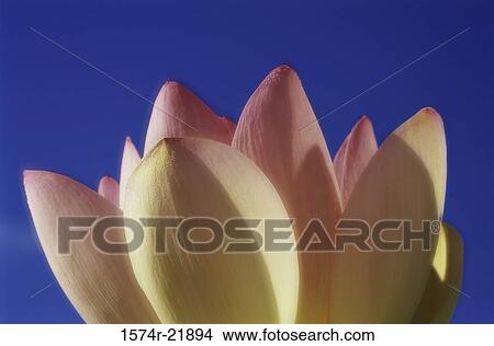Close-up of a lotus flower View Large Photo Image Picture - Close-up of a lotus flower. Fotosearch
