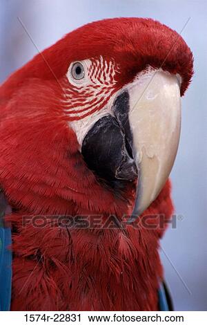 Stock Image - Close-up of a macaw. Fotosearch