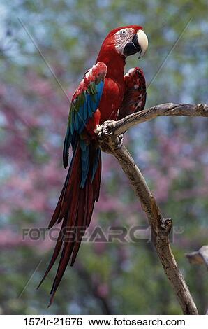 Stock Photograph - Close-up of a macaw. Fotosearch