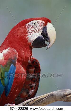 Close-up of a macaw View Large Photo Image Stock Photograph - Close-up of a macaw. Fotosearch