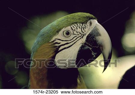 Close-up of a macaw View Large Photo Image Stock Photography - Close-up of a macaw. Fotosearch