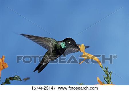 Close-up of a Magnificent Hummingbird pollinating (Eugenes fulgens) View Large Photo Image Stock Photo - Close-up of a Magnificent Hummingbird pollinating (Eugenes fulgens). Fotosearch