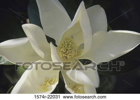 Close-up of a magnolia flower View Large Photo Image Stock Image - Close-up of a magnolia flower. Fotosearch