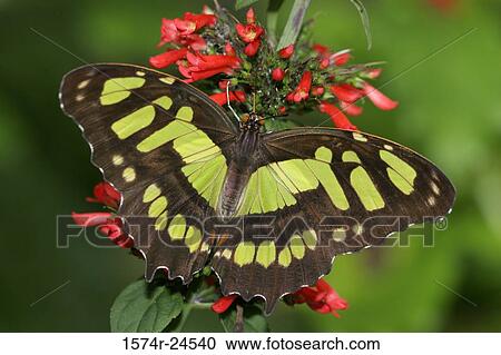 Close-up of a Malachite butterfly (Siproeta stelenes) on a coral plant (Russelia equisetiformis) View Large Photo Image Stock Image - Close-up of a Malachite butterfly (Siproeta stelenes) on a coral plant (Russelia equisetiformis). Fotosearch